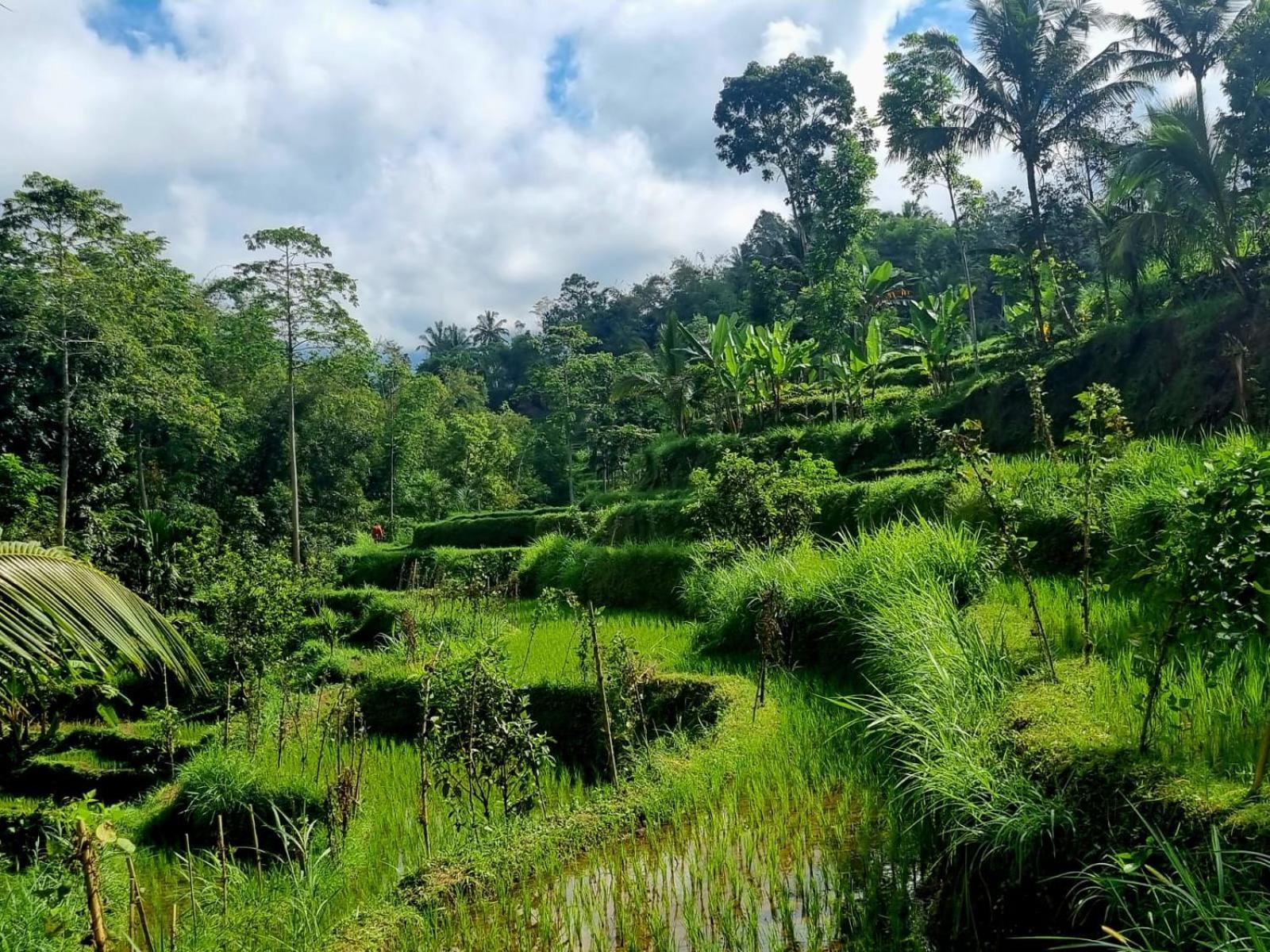 Girang Rinjani Bungalows Tetebatu Rom bilde