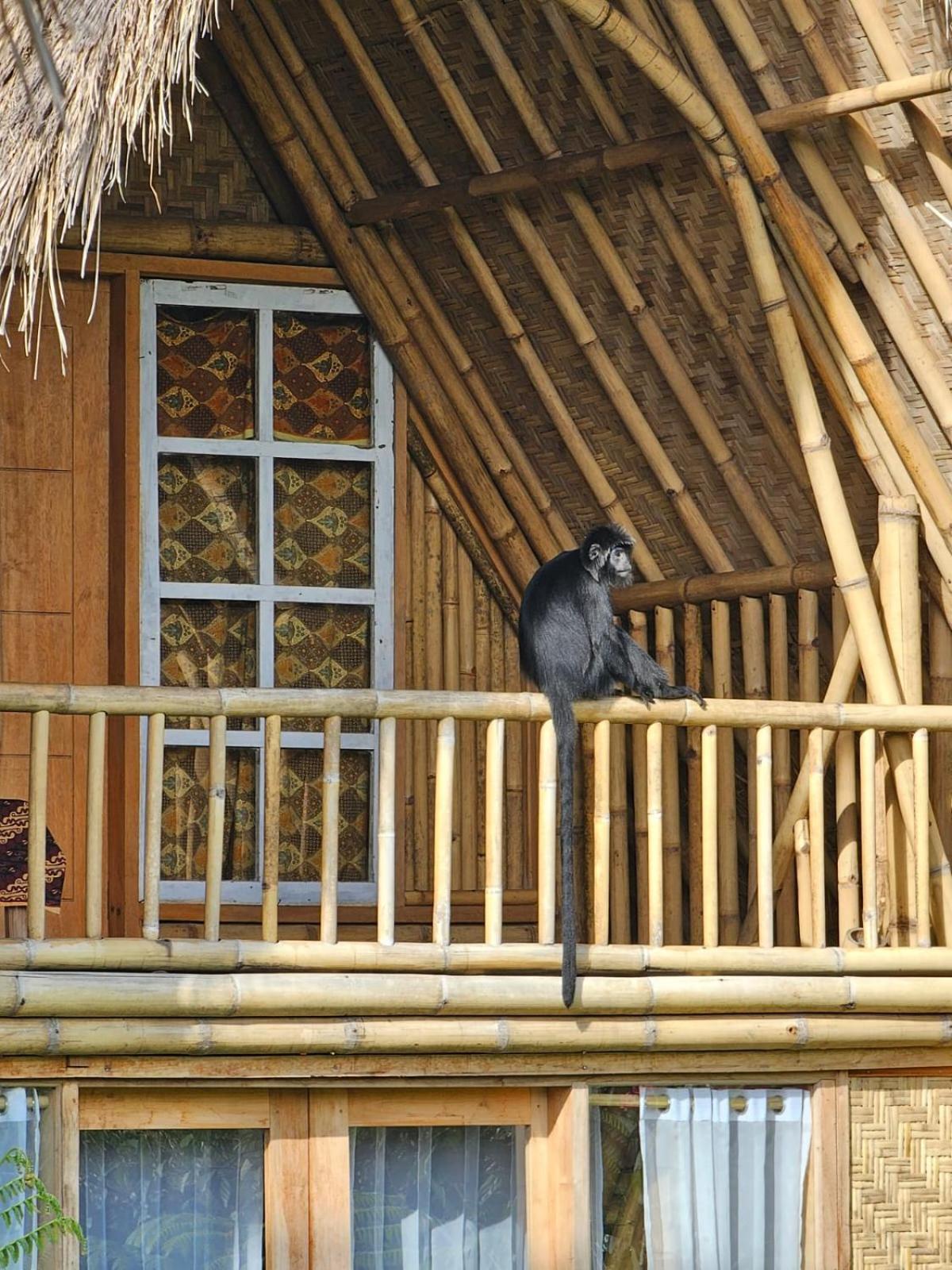 Girang Rinjani Bungalows Tetebatu Eksteriør bilde
